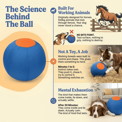 The Herding Ball Engineered to Be Indestructible for the toughest chewers