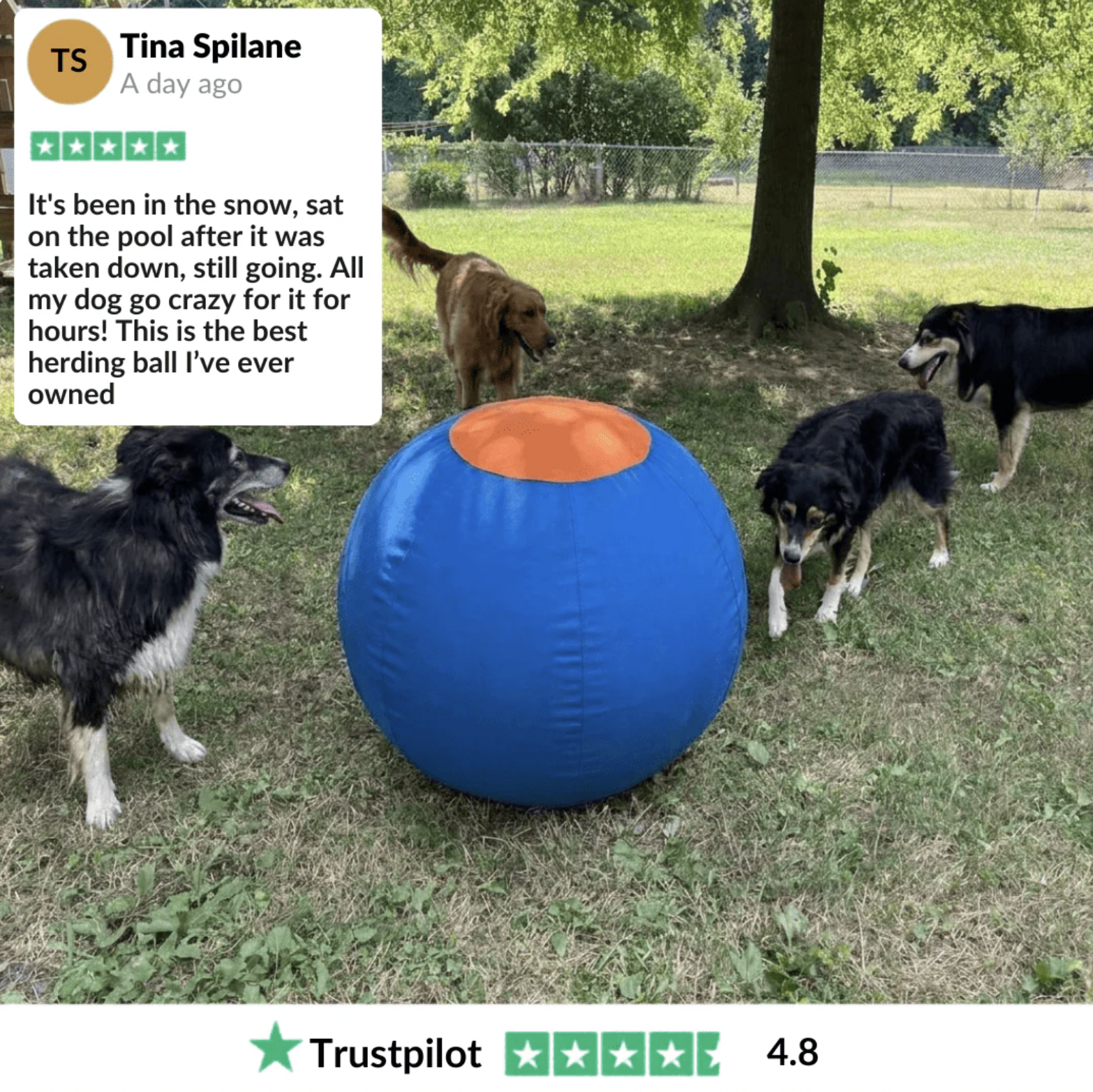 The Herding Ball Engineered to Be Indestructible for the toughest chewers